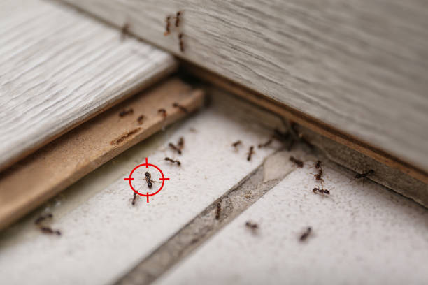 Best Local Pest Control Services  in Amery, WI