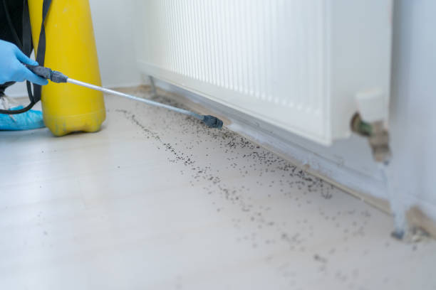 Best Mosquito Control Services  in Amery, WI